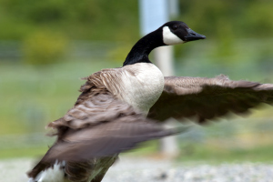 Canada Goose